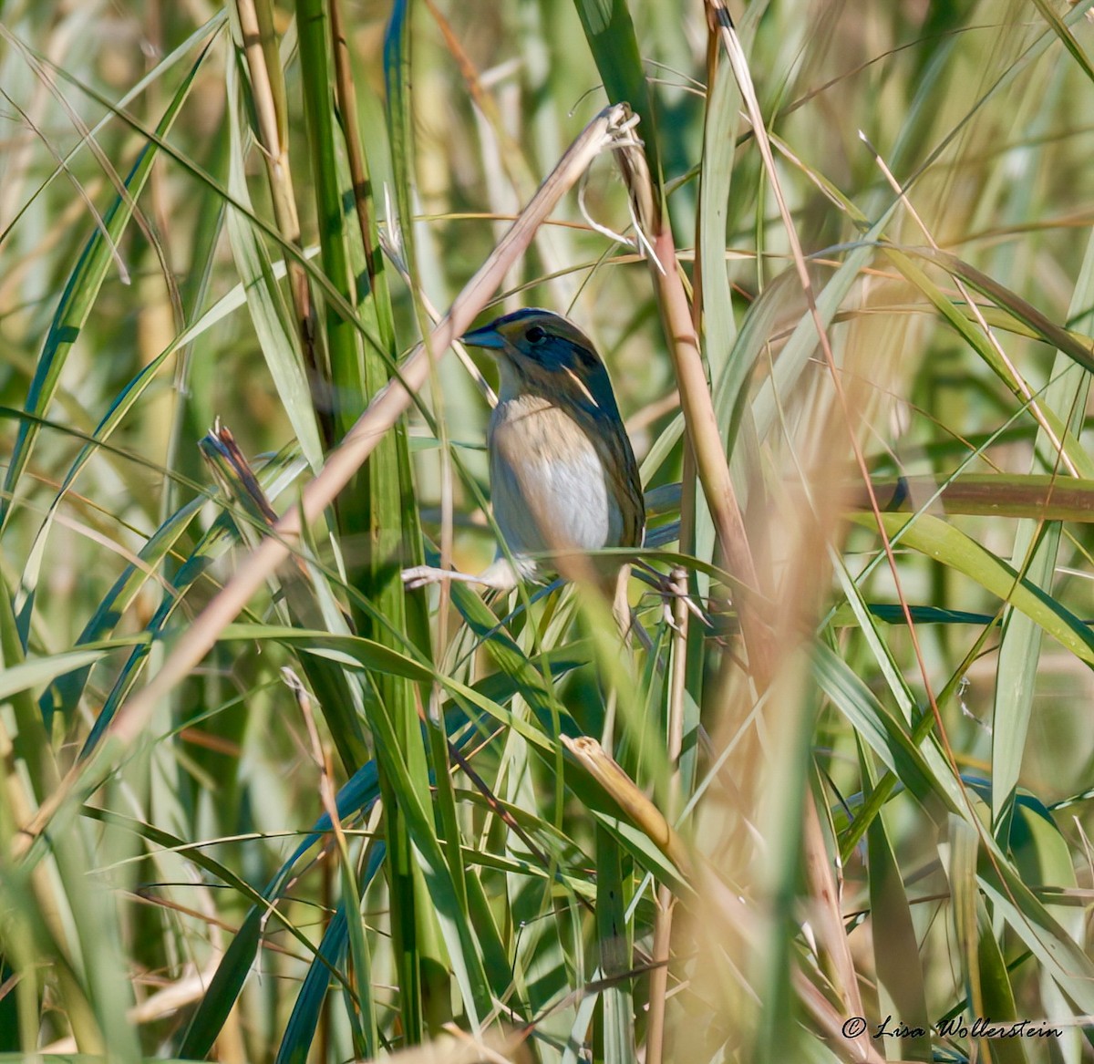 Nelson's Sparrow - ML643898902