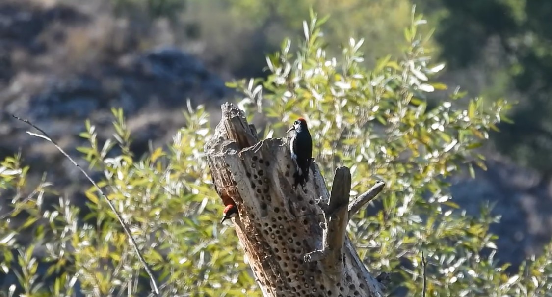 Acorn Woodpecker - ML643898907
