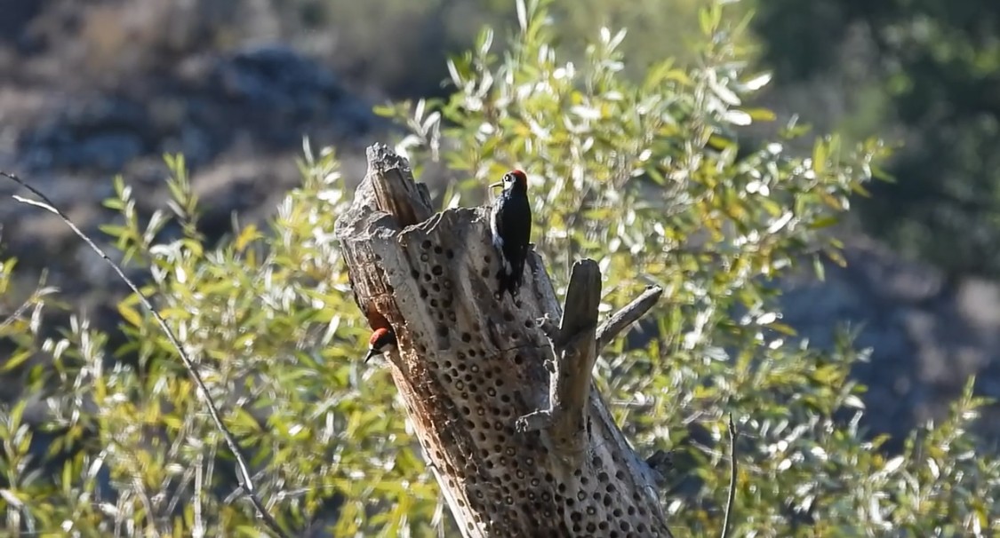 Acorn Woodpecker - ML643898908