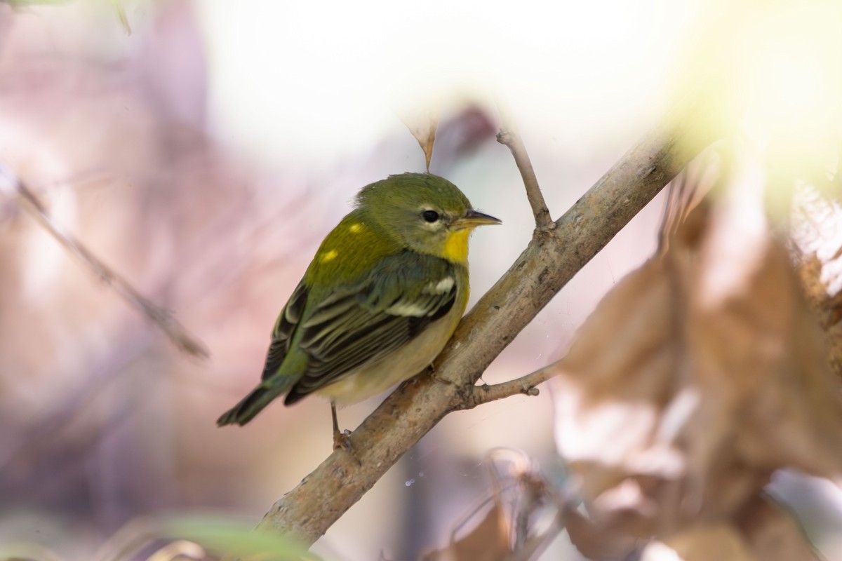 Northern Parula - ML643898912