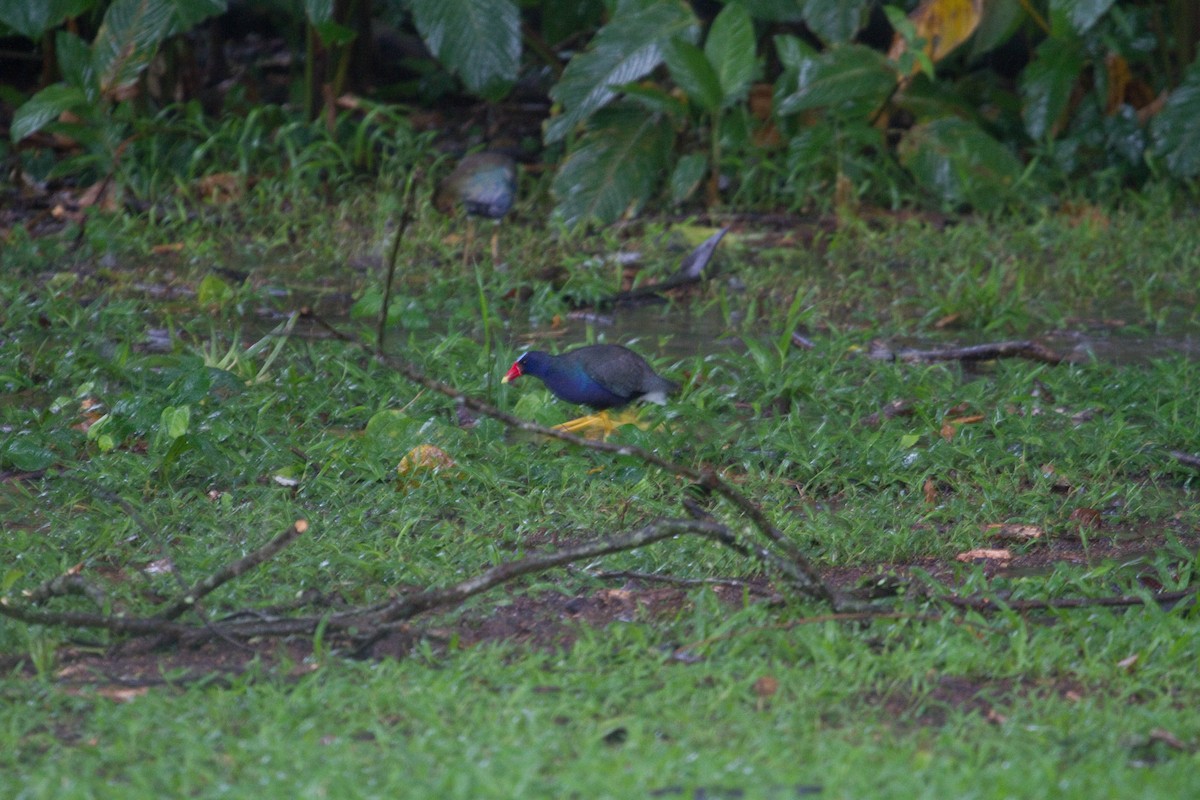 Purple Gallinule - ML643898964