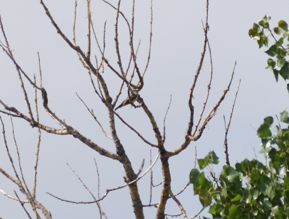 Western Kingbird - ML643898970
