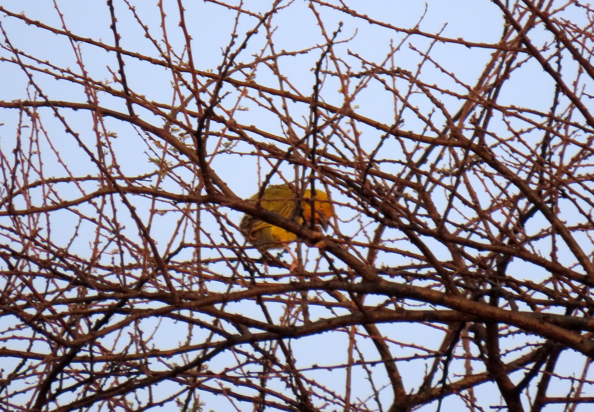 Holub's Golden-Weaver - ML643898993