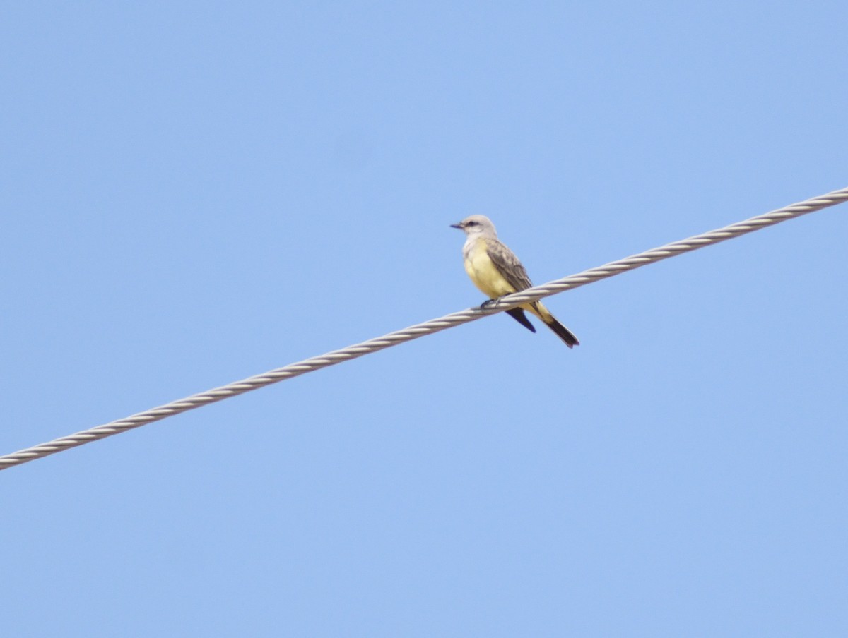 Western Kingbird - ML643899007