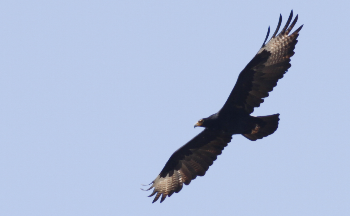 Verreaux's Eagle - ML643899013