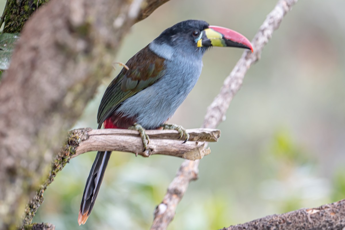 Gray-breasted Mountain-Toucan - ML643899029