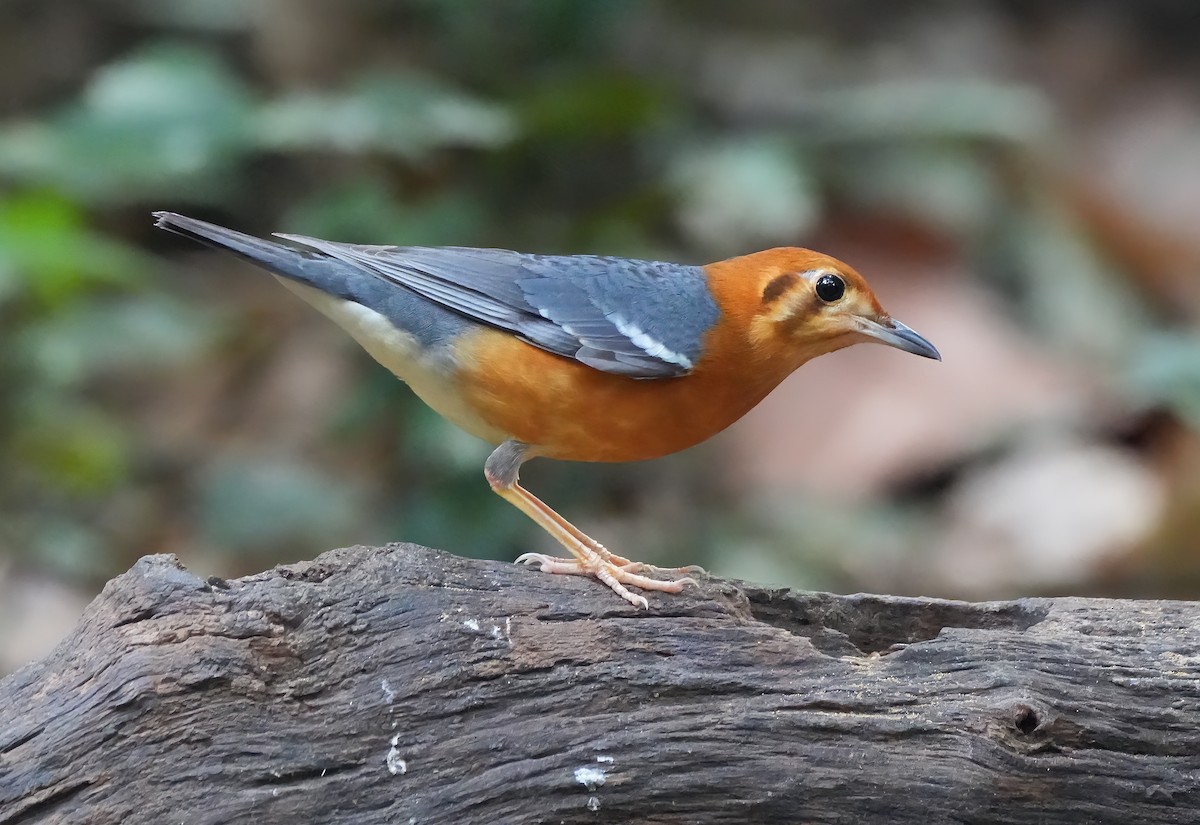 Orange-headed Thrush - ML643899044