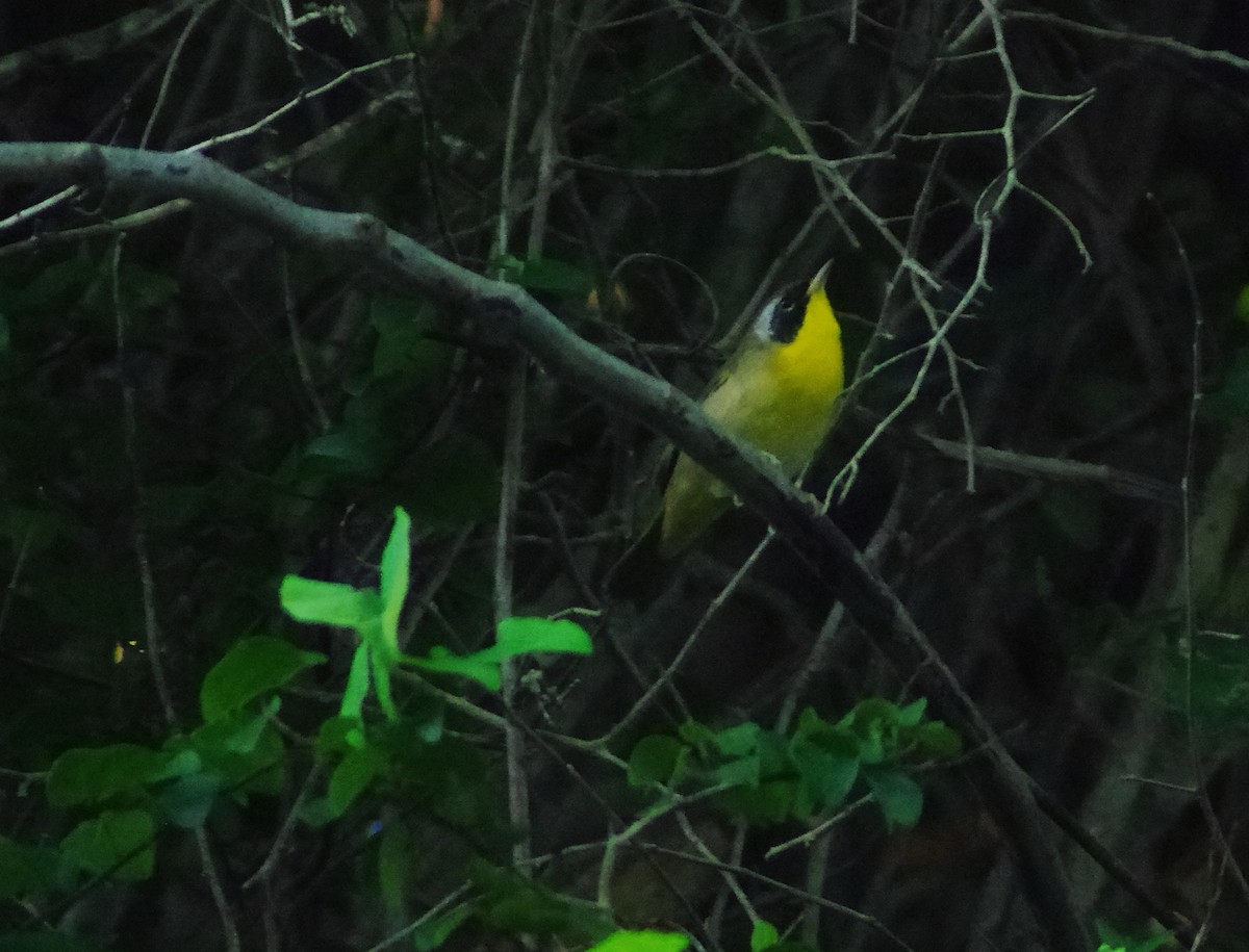Common Yellowthroat - ML643899054