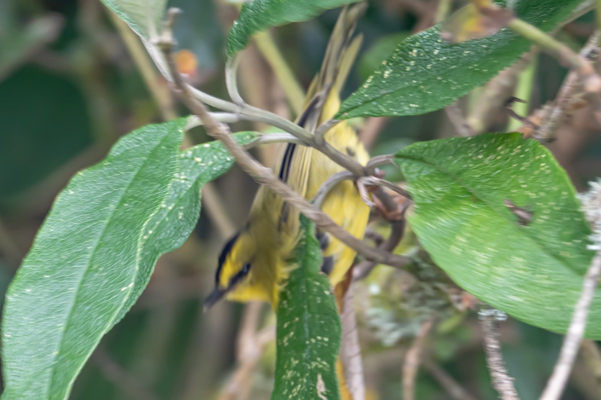 Black-crested Warbler - ML643899062