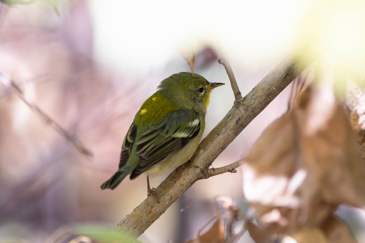 Northern Parula - ML643899063