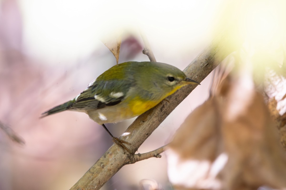 Northern Parula - ML643899064