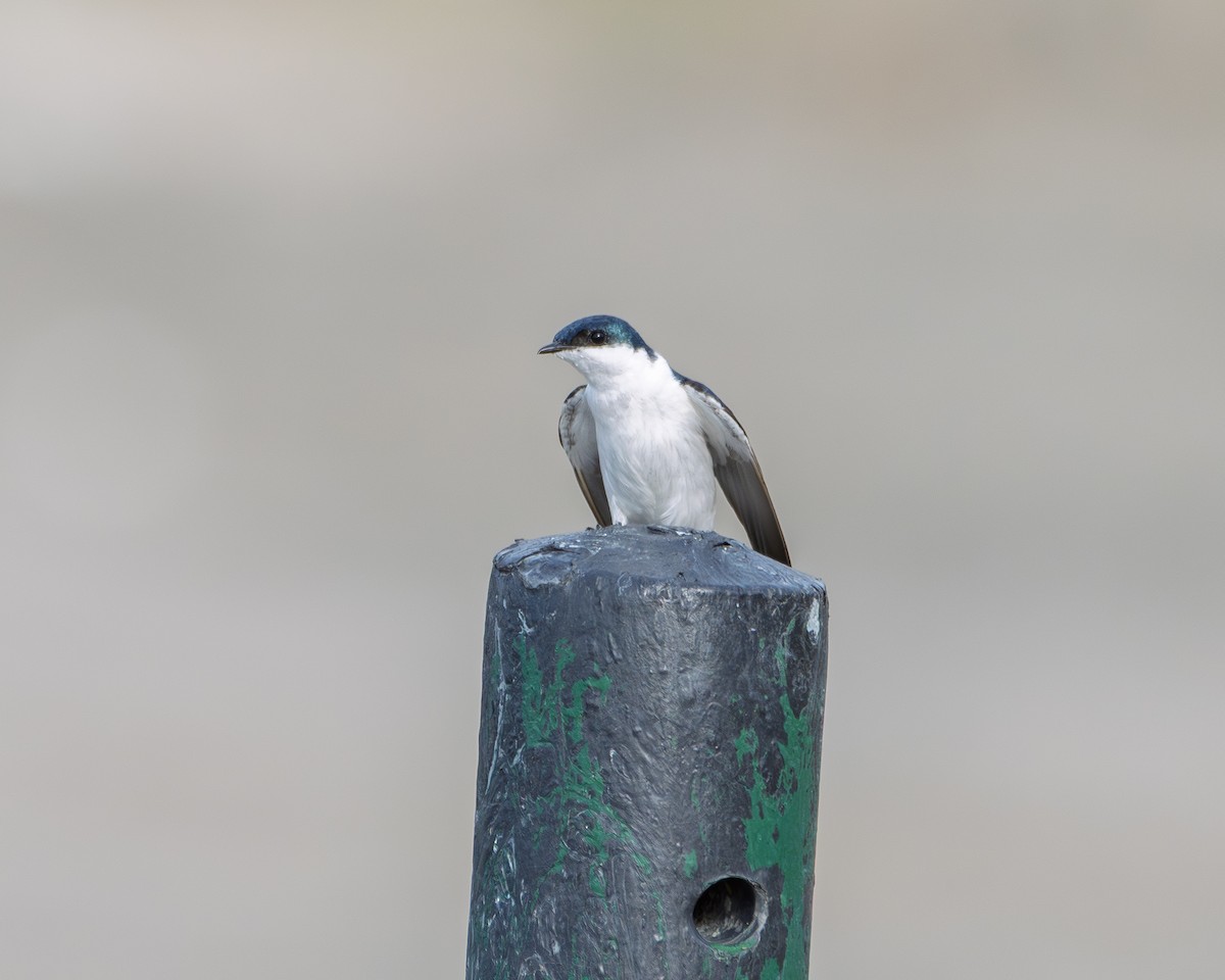 White-winged Swallow - ML643899067