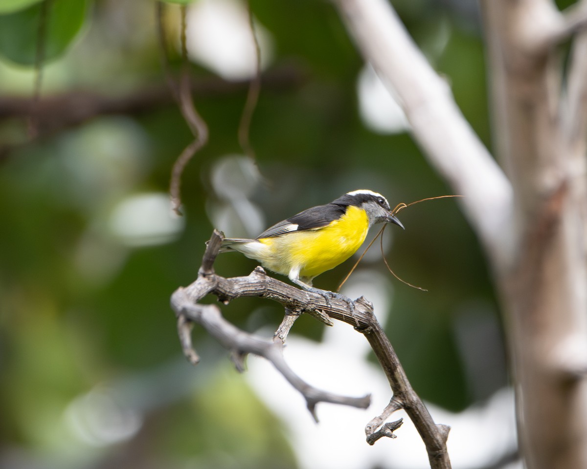 Bananaquit - ML643899071