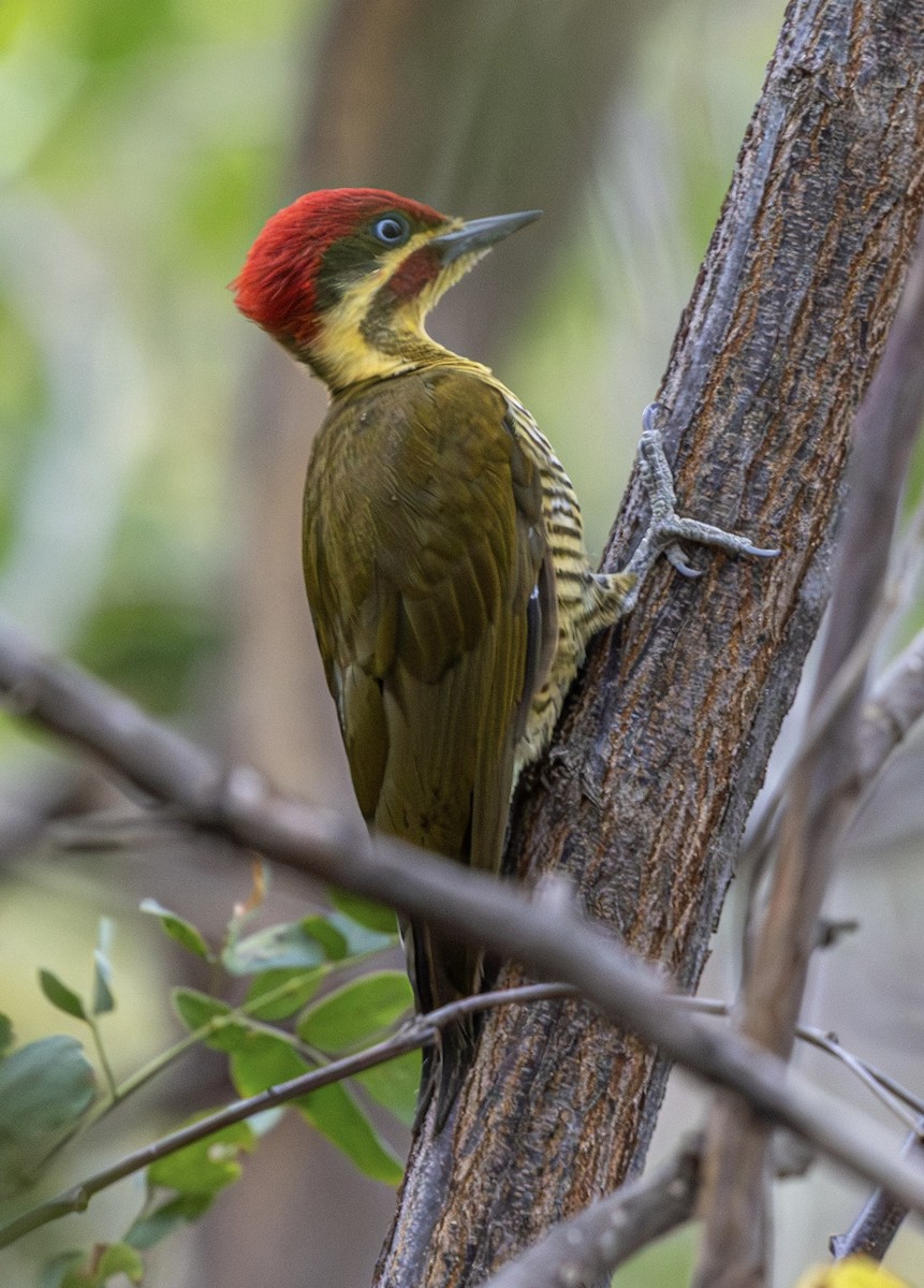 モリゲラ - ML643899087