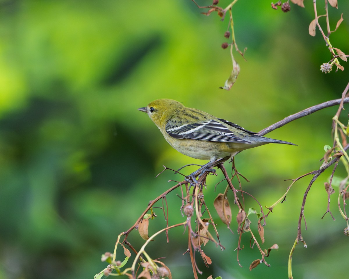 סבכון חום-ראש - ML643899097