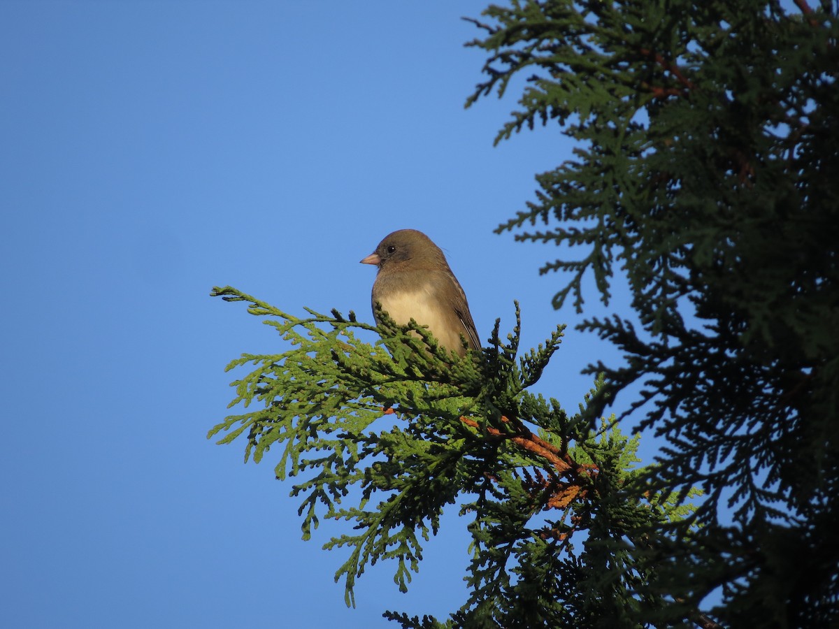 Dark-eyed Junco - ML643899099