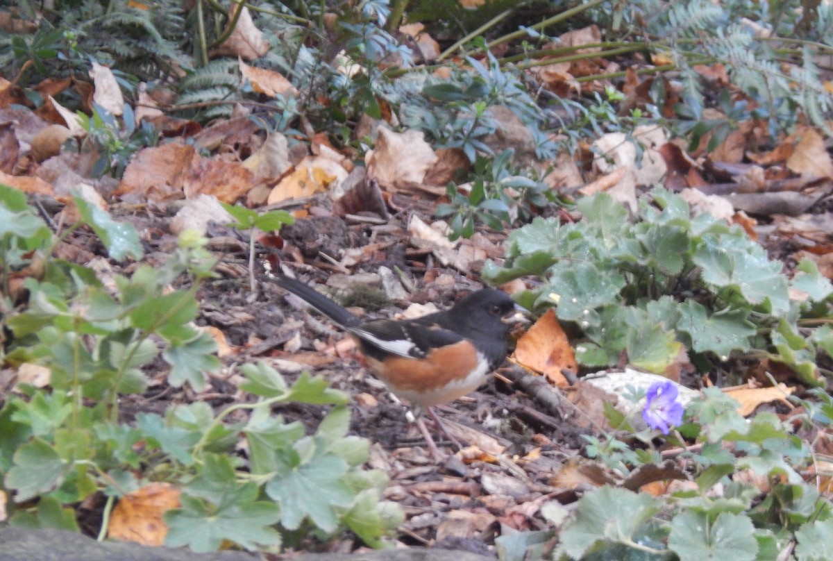 Eastern Towhee - ML643899118