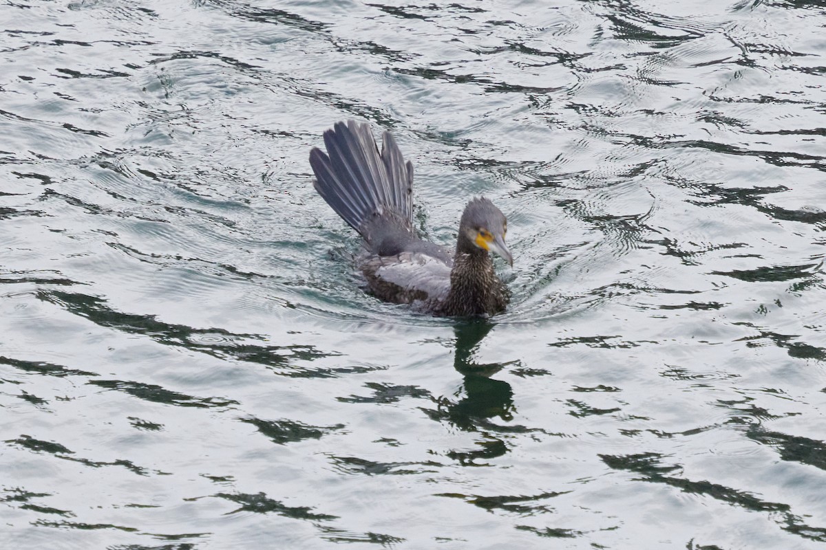 Тураг гогой - ML643899125