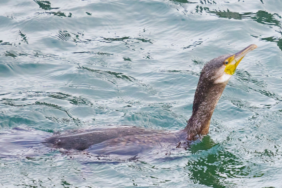 Тураг гогой - ML643899126