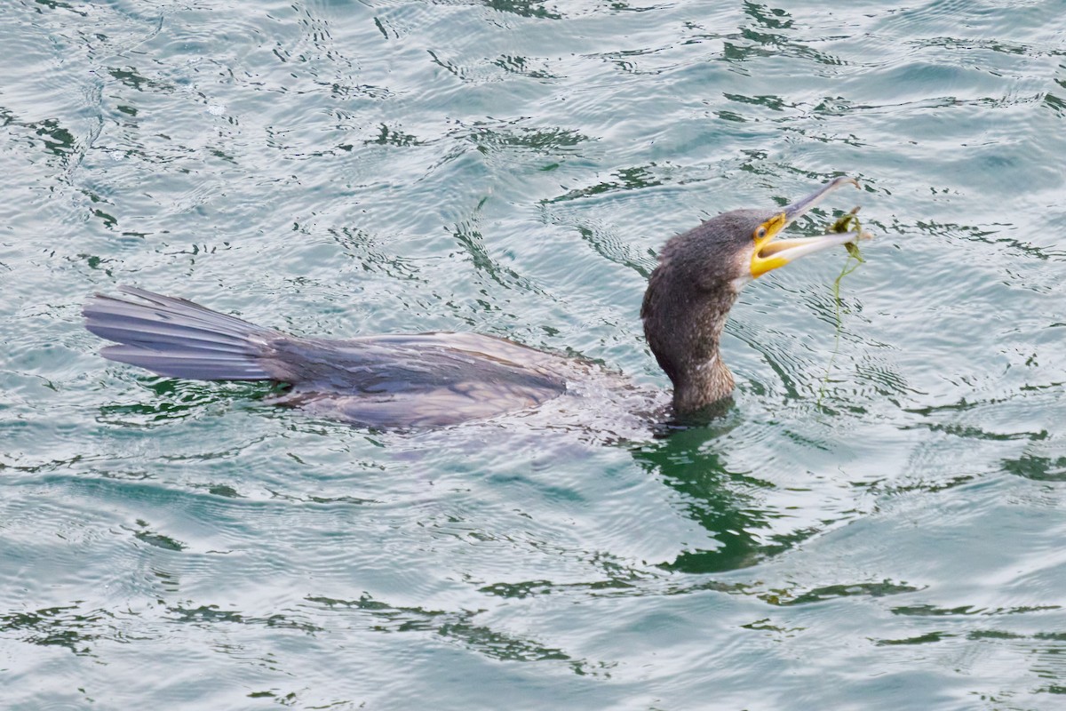 Тураг гогой - ML643899128