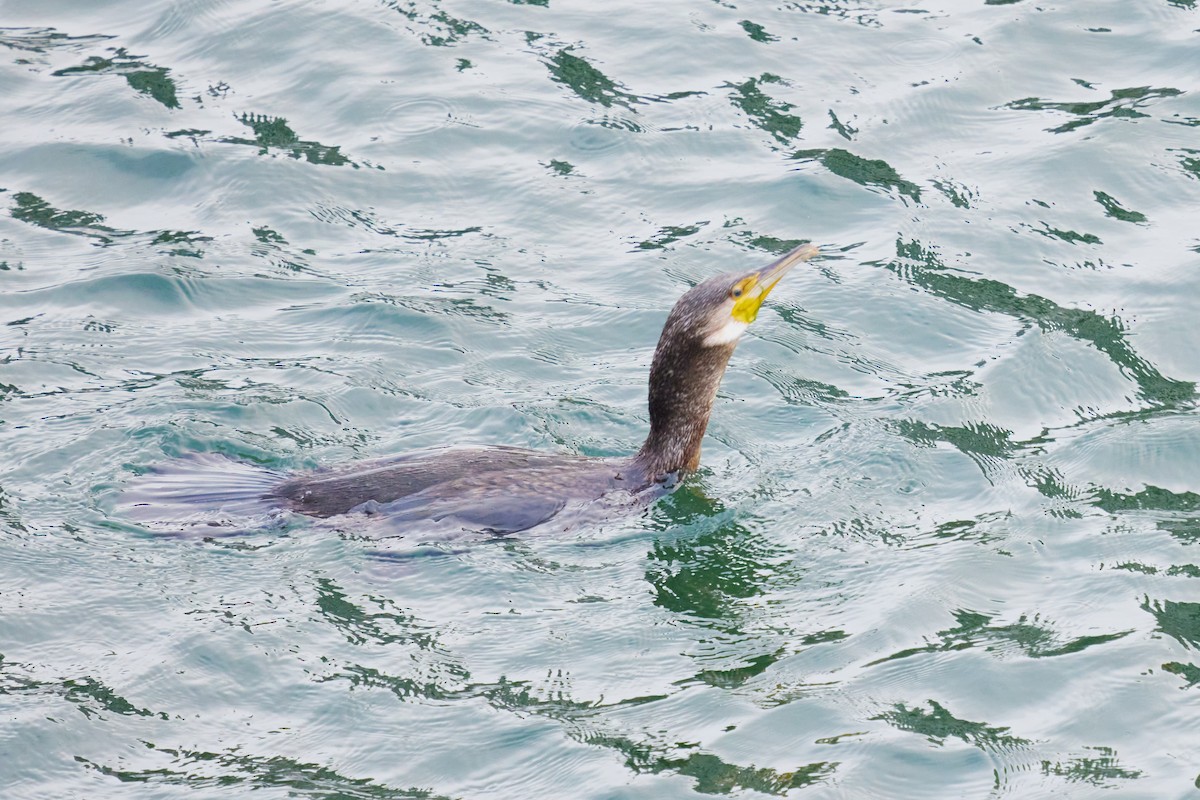 Тураг гогой - ML643899129