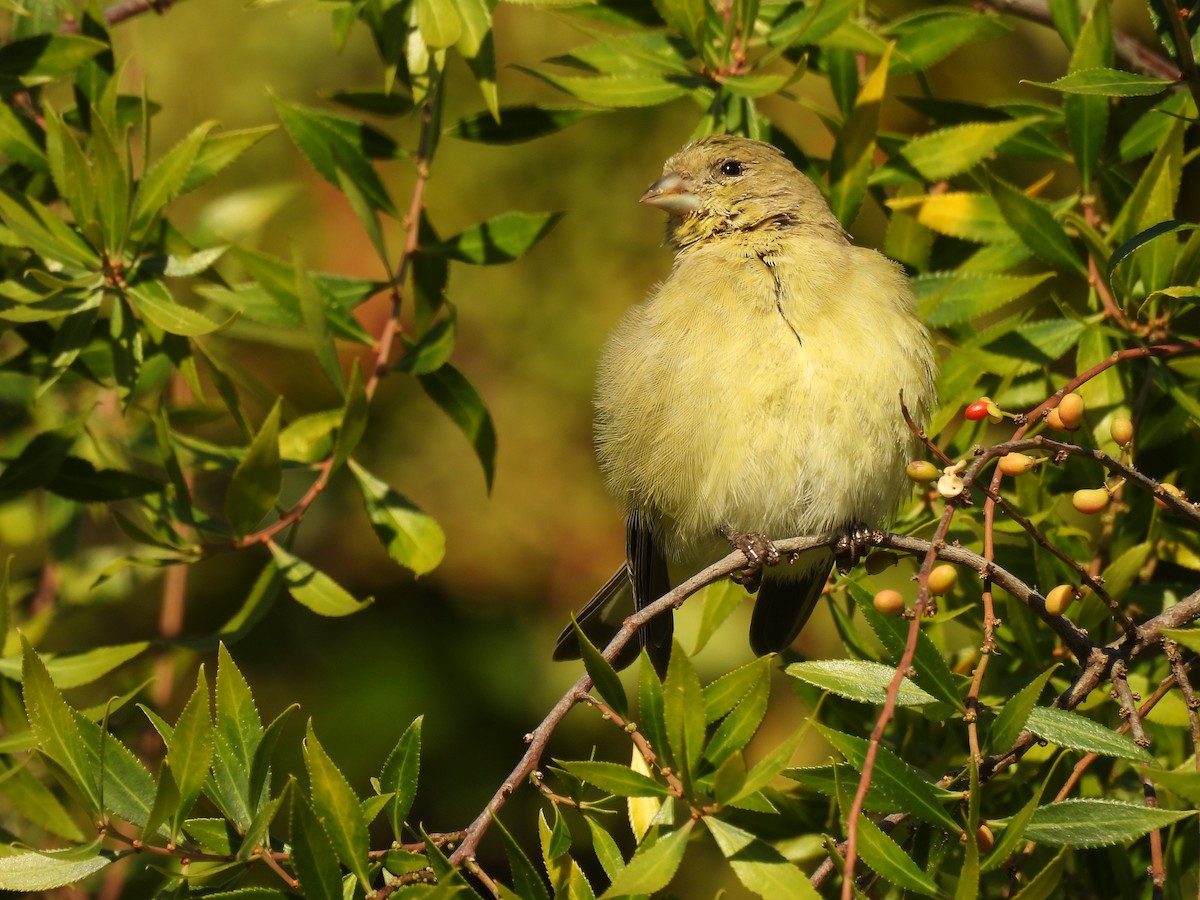 Lesser Goldfinch - ML643899130