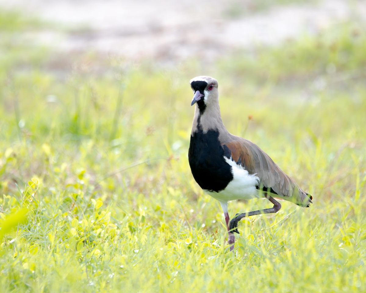 Southern Lapwing - ML643899133
