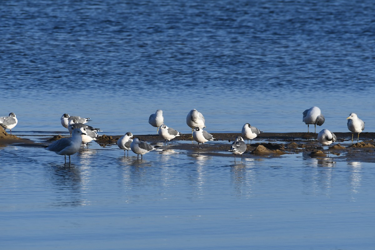 Franklin's Gull - ML643899135