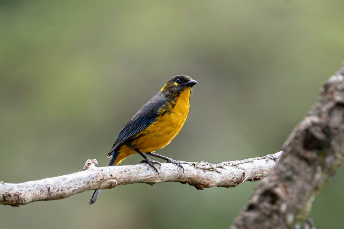 Tangara Lacrimosa - ML643899141