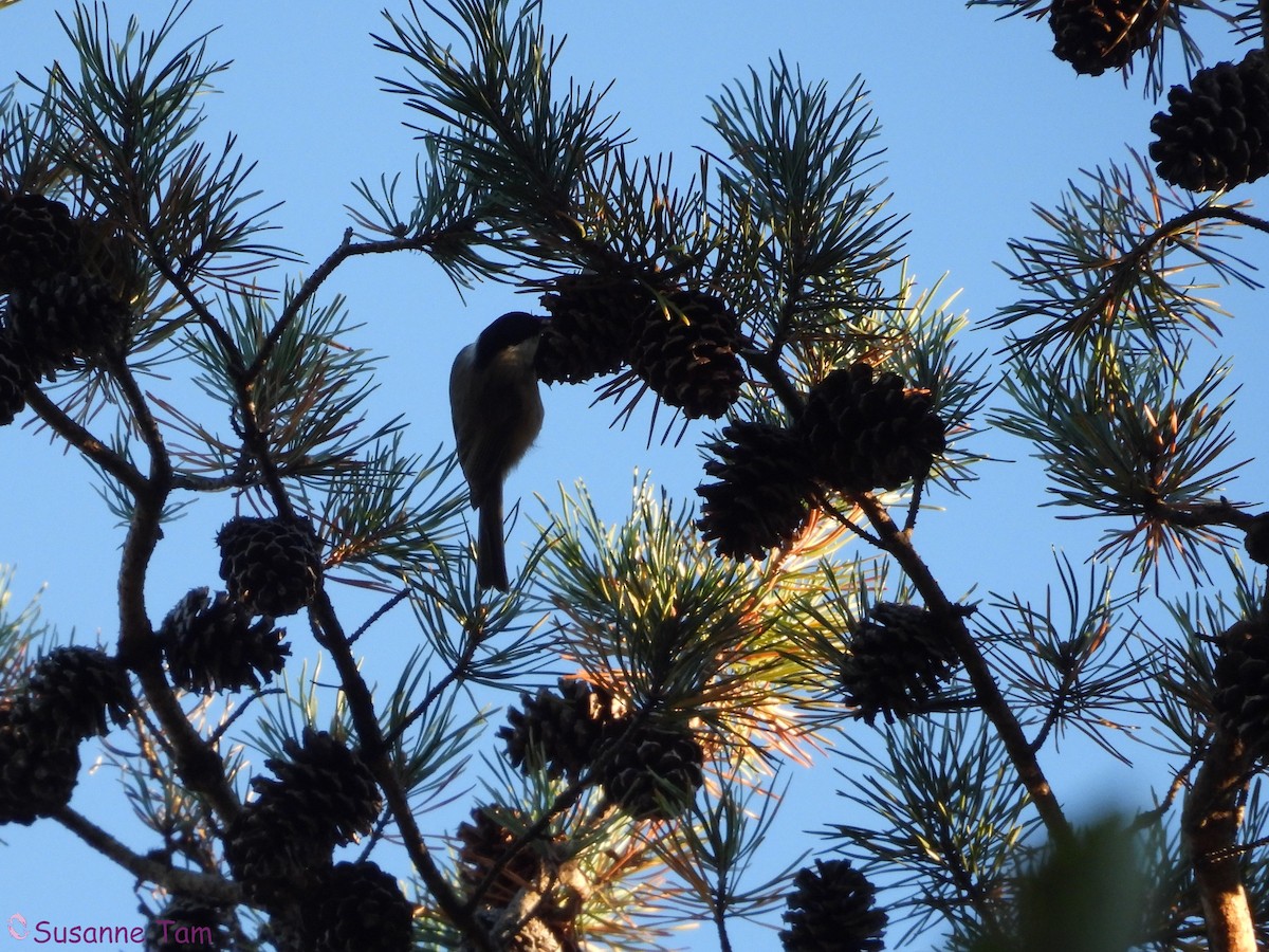 Carolina Chickadee - ML643899145