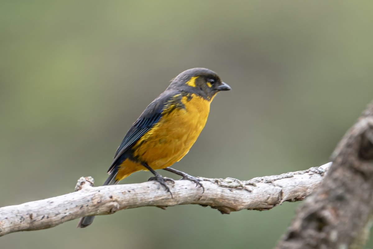 Tangara Lacrimosa - ML643899148