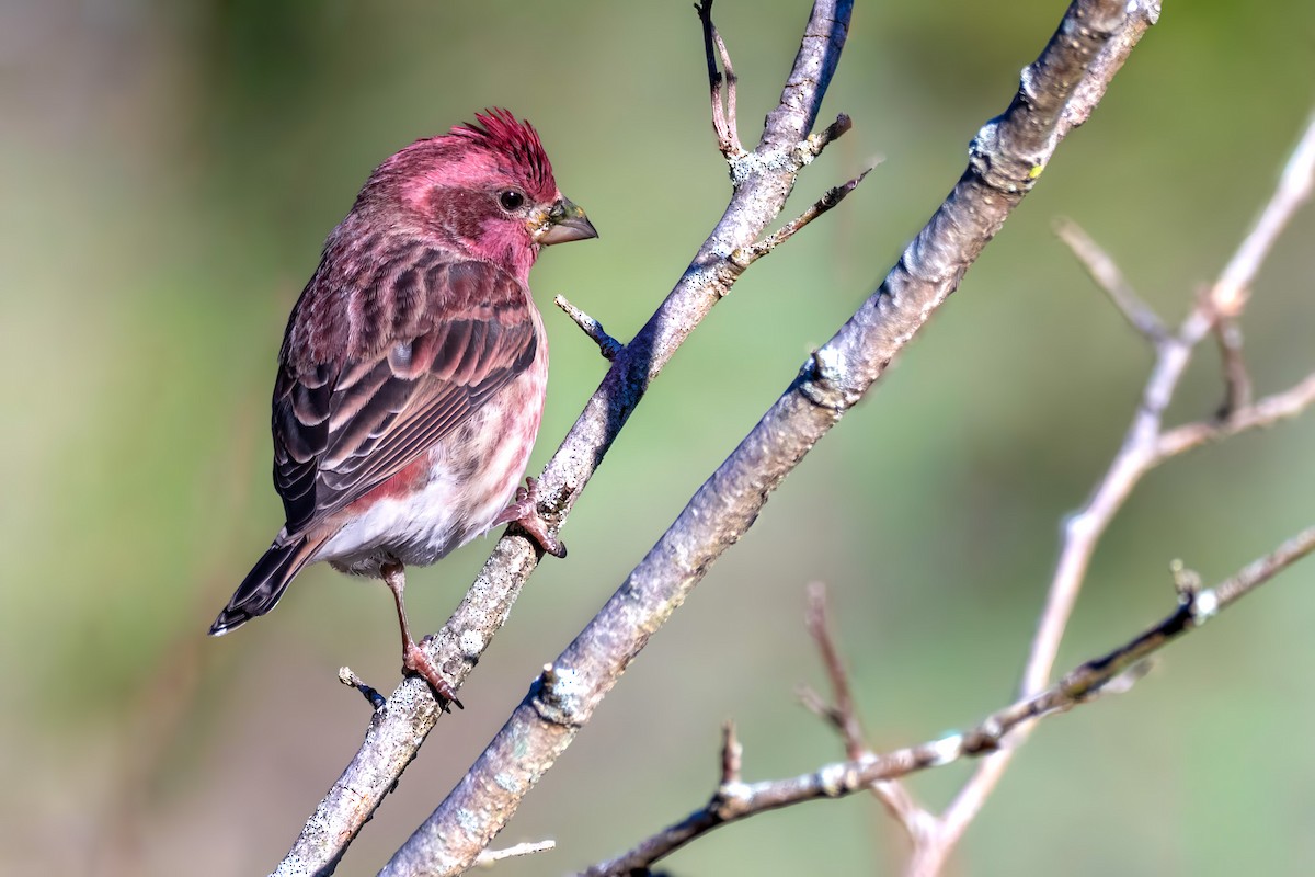 Purple Finch - ML643899180