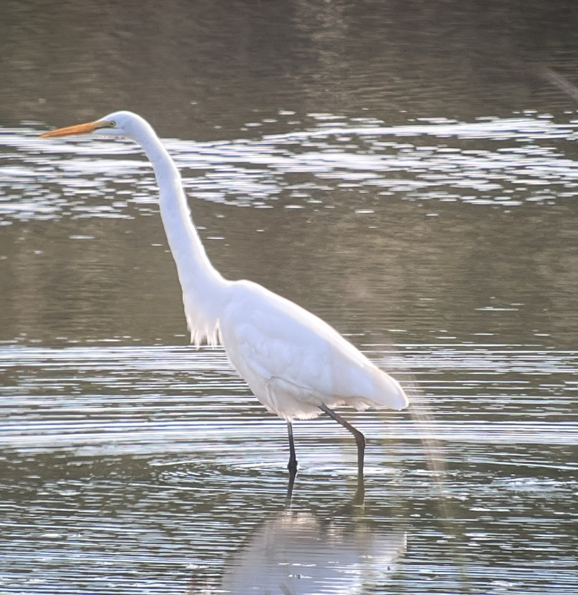 Great Egret - ML643899183