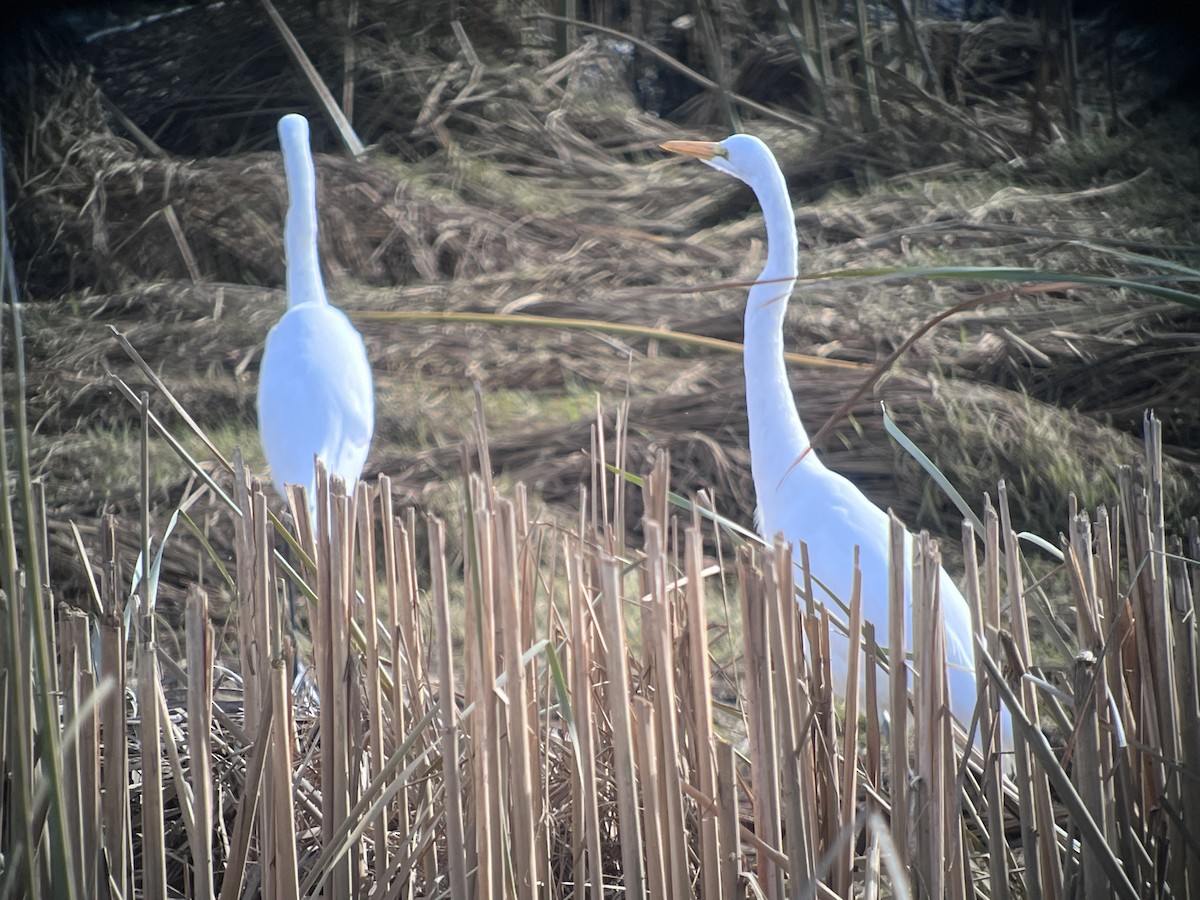 Great Egret - ML643899185