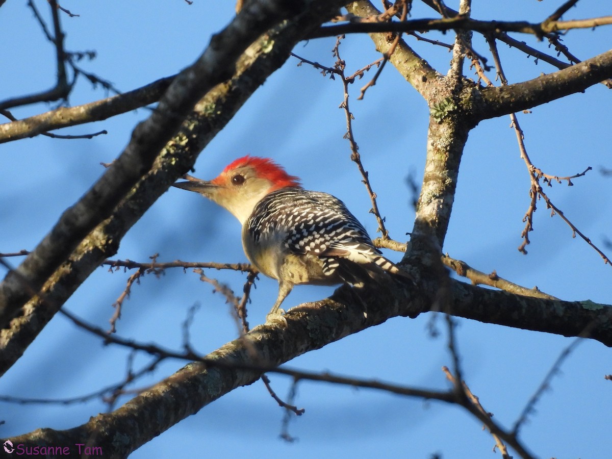 Red-bellied Woodpecker - ML643899191