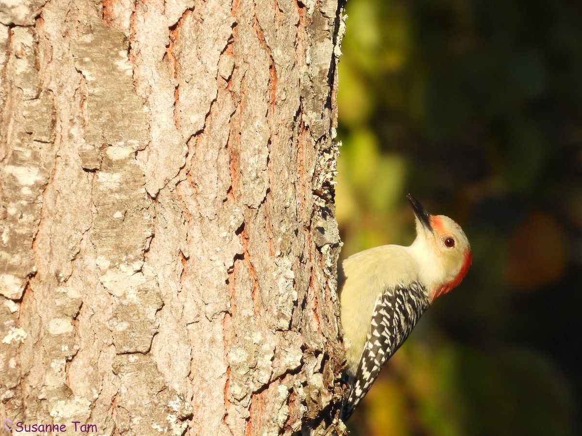 Red-bellied Woodpecker - ML643899192