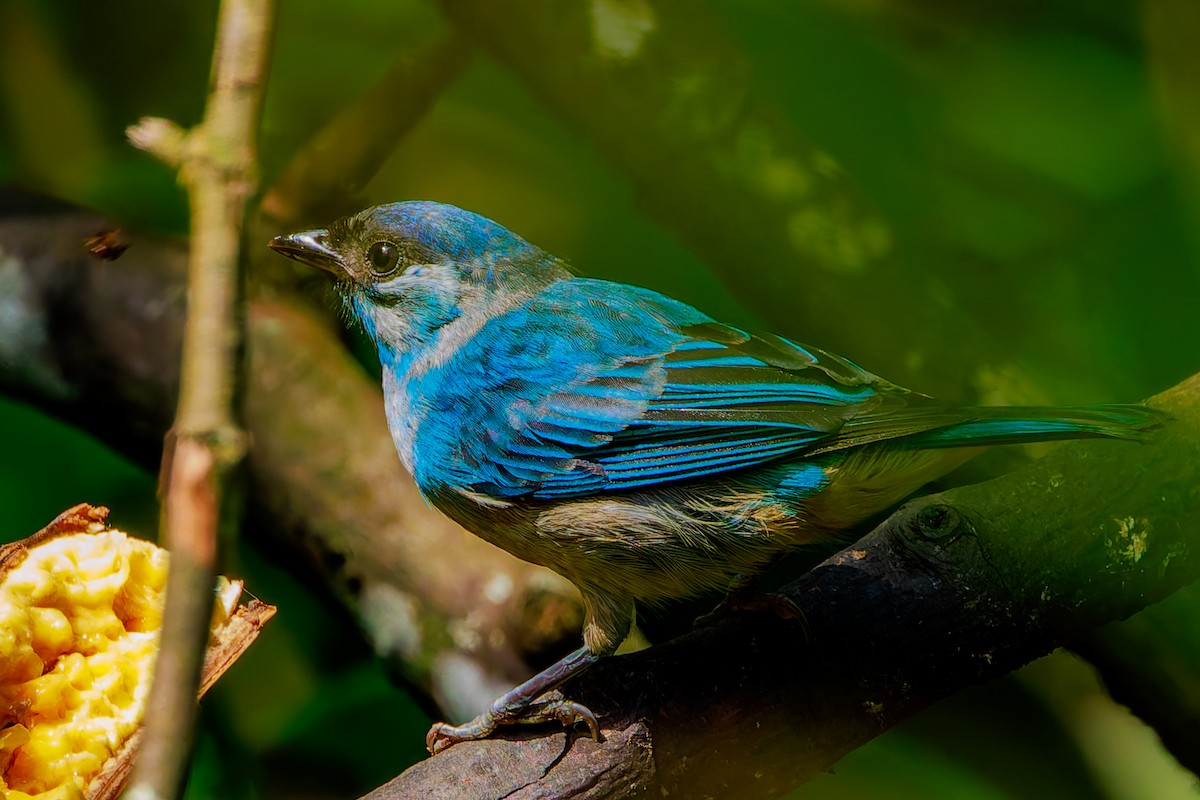 Golden-naped Tanager - ML643899203
