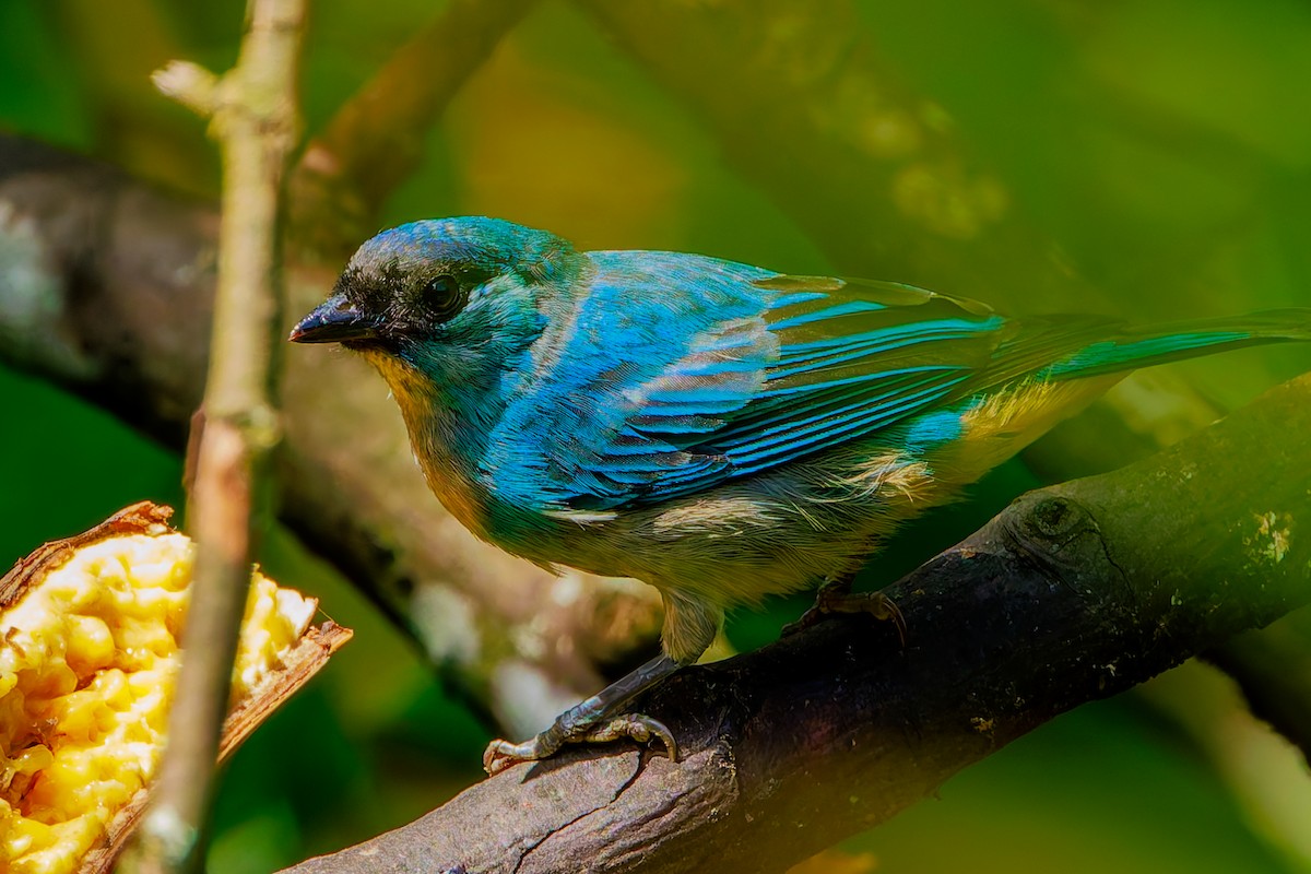 Golden-naped Tanager - ML643899204