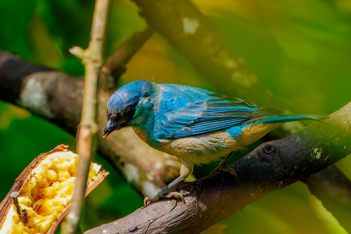 Golden-naped Tanager - ML643899205