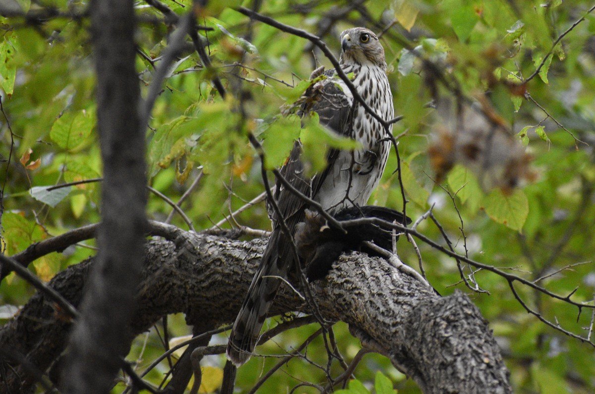 Cooper's Hawk - ML643899207