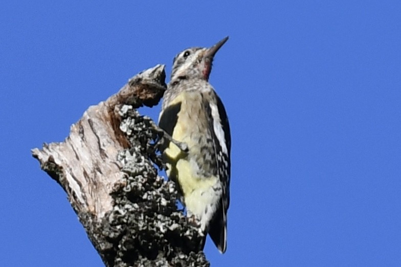 Yellow-bellied Sapsucker - ML643899209