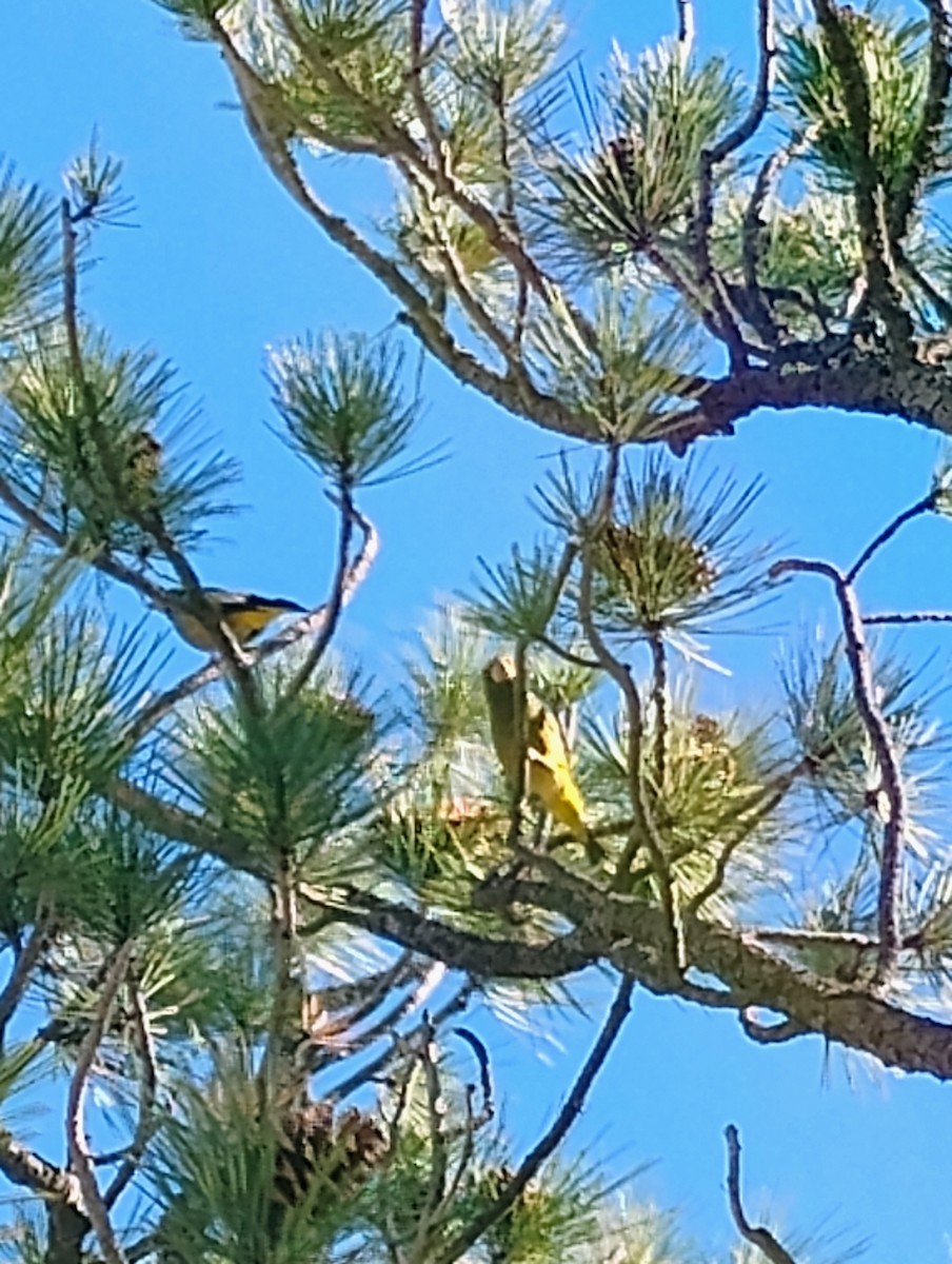 Evening Grosbeak - ML643899227