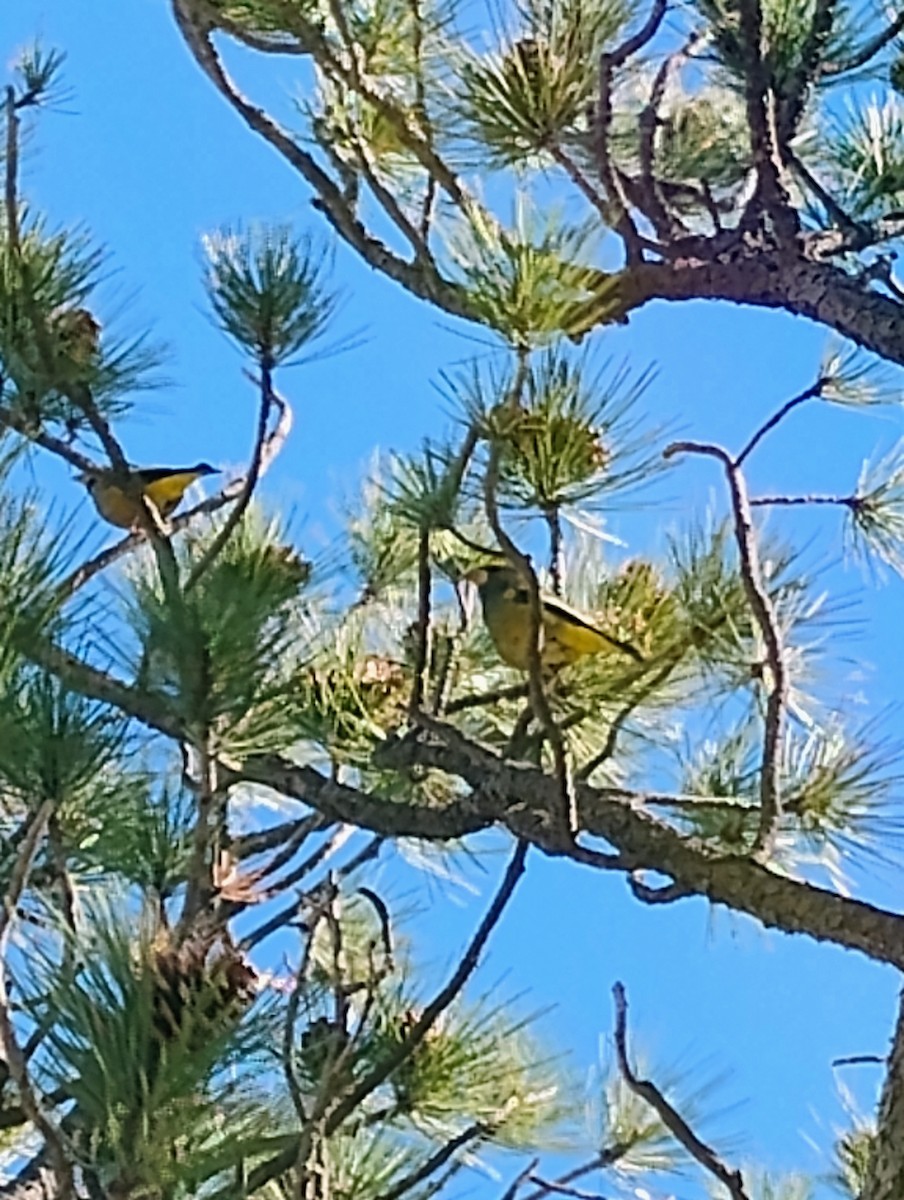 Evening Grosbeak - ML643899228