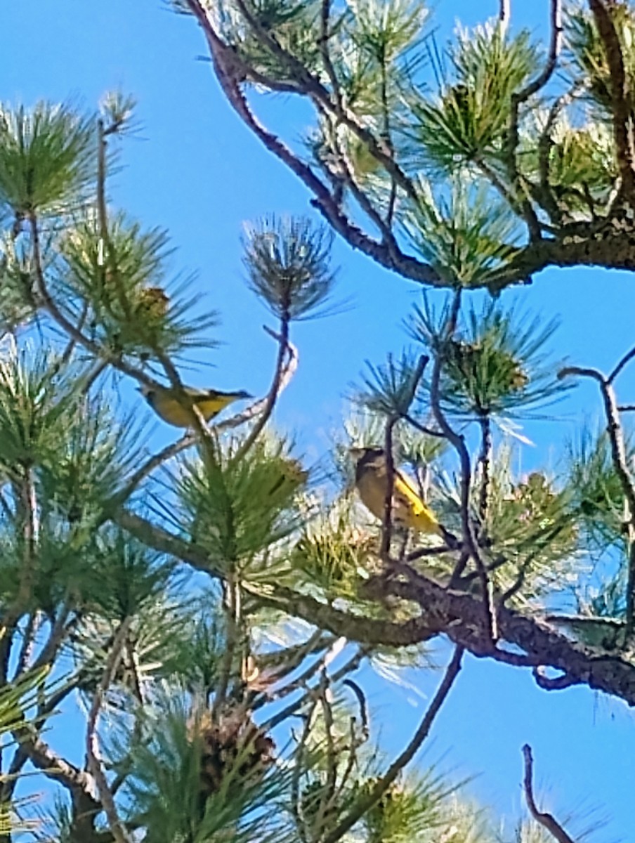 Evening Grosbeak - ML643899229