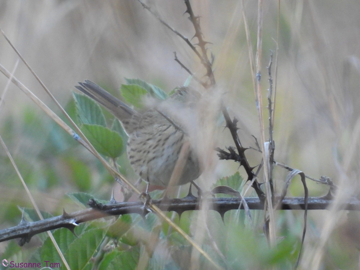 Lincoln's Sparrow - ML643899236