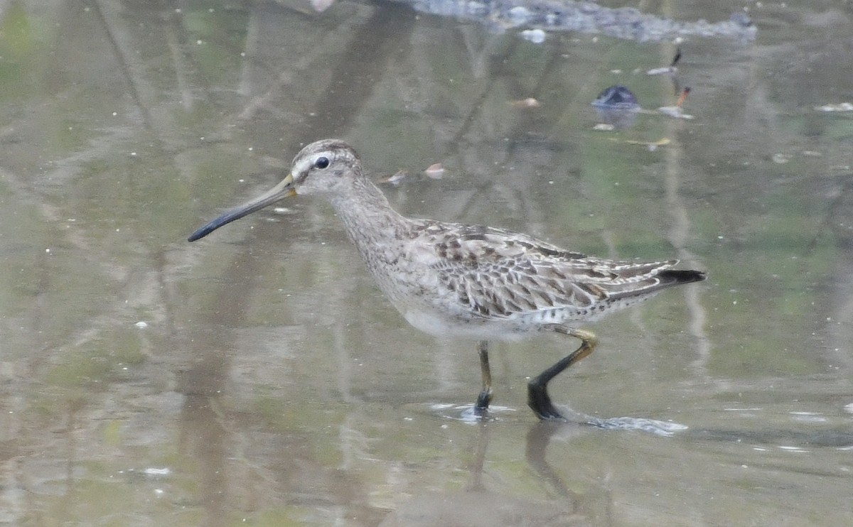 Bécassin roux - ML643899244