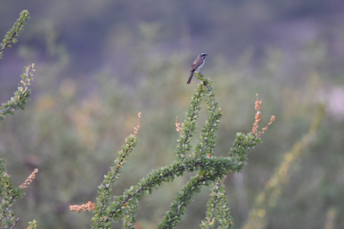 Black-throated Sparrow - ML643899285