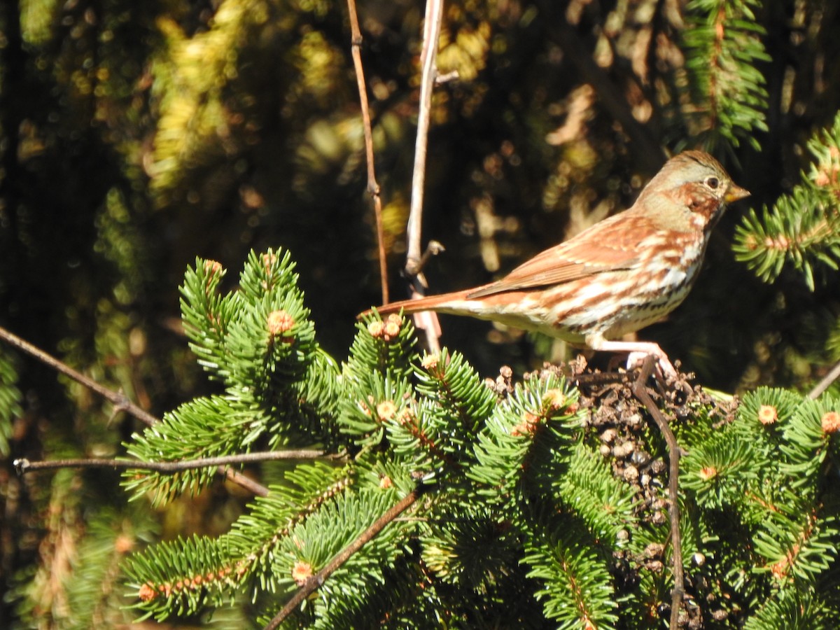 Fox Sparrow - ML643899286