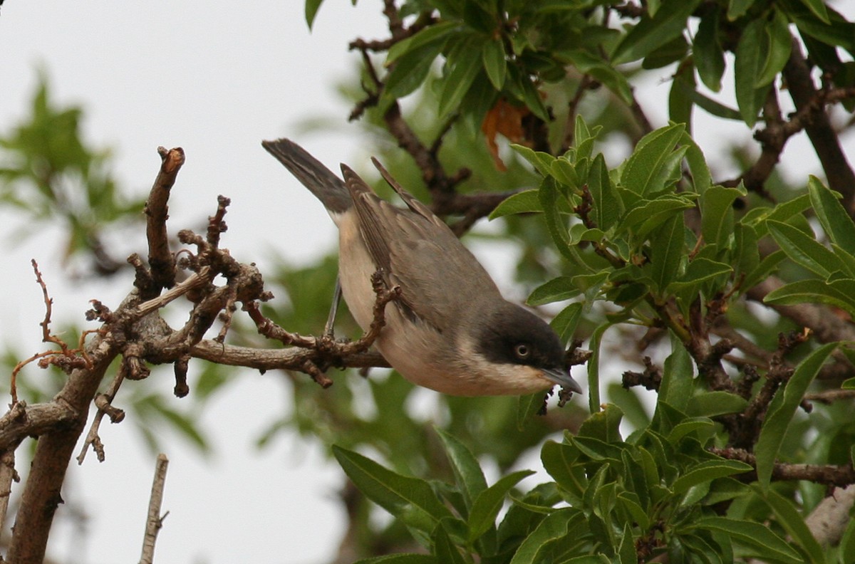 Western Orphean Warbler - ML643899299