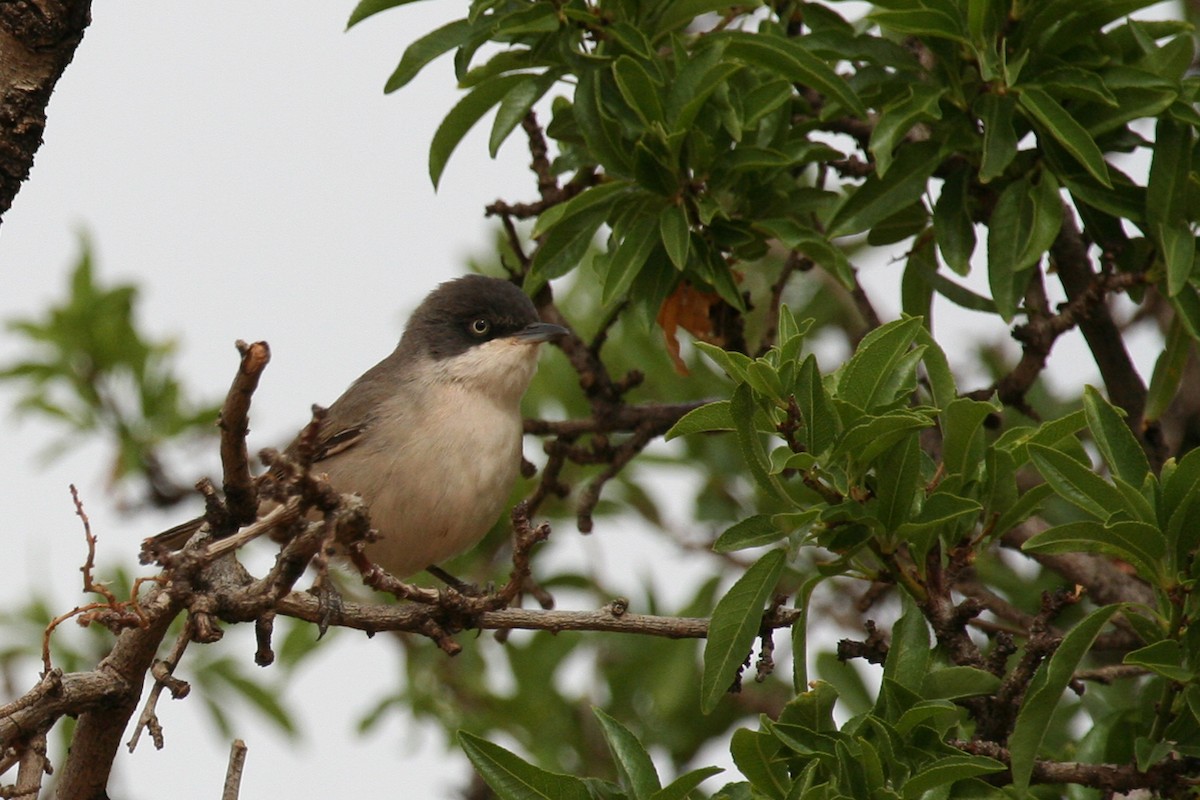 Western Orphean Warbler - ML643899300